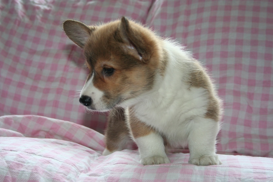 Puppies